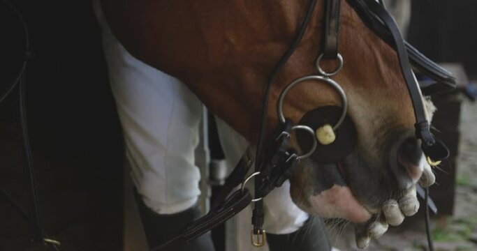 African American man putting bridle on the Dressage horse
