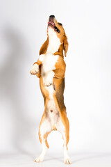 funny dog stands on its hind legs and asks, beagle breed