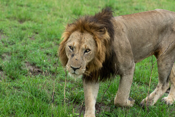 Beautiful specimen of adult male lion looking at the camera while walking on the grass in a natural park in Uganda, Africa