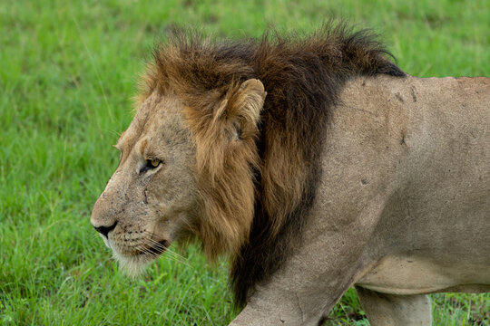 Beautiful profile photo of an adult male lion while walking on the grass in a natural park in Uganda, Africa
