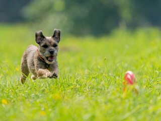 The dog catches the disk on the green grass