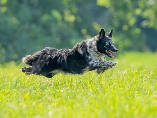 The dog catches the disk on the green grass