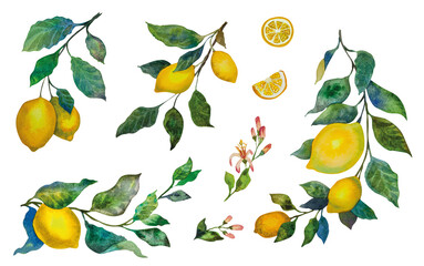 Juicy Sicilian lemons. Bright botanical watercolor illustration. A set of hand-drawn yellow lemons. Branches, leaves, flowers and fruits of lemons.