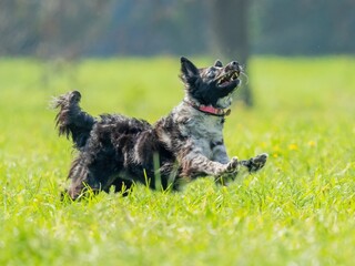 The dog catches the disk on the green grass