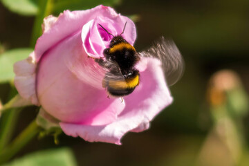 bumblebee flies near a pale pink rose on a sunny day