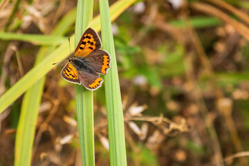 a brown butterfly sits on the green grass on a sunny day