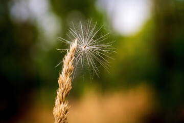 a seed of fluff caught on dry grass on a sunny day