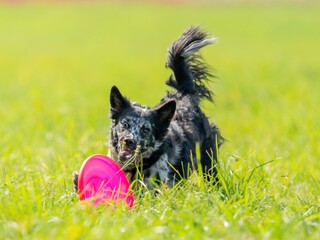 The dog catches the disk on the green grass