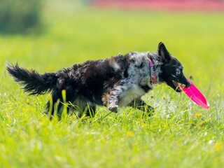 The dog catches the disk on the green grass