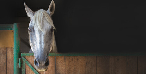 Horse in the stable. Beautiful closed white horse head, wooden door, in a stall on a black...