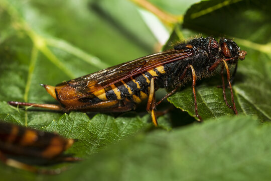 a horntail beetle on a leaf
