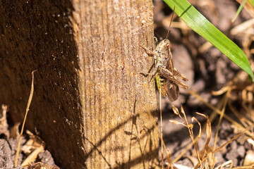 grasshopper close-up sitting on a wooden board next to the grass on a sunny day