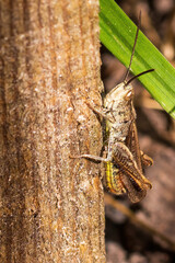 grasshopper close-up sitting on a wooden board next to the grass on a sunny day