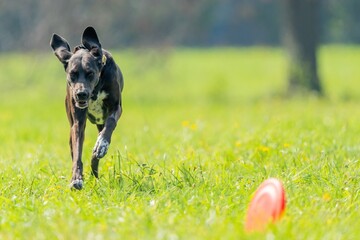 The dog catches the disk on the green grass