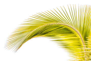 Palme dorée de cocotier sur fond blanc 