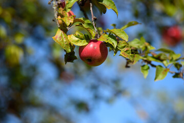 red apples on a tree with green leaves on a sunny day in autumn