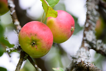 red apples on a tree with green leaves on a sunny day in autumn