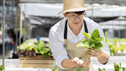 Owner of a hydroponics vegetable garden inspects agricultural produce in a greenhouse in preparation for delivery to consumers, Organic farming and organic vegetables, Healthy and vegan food concept.