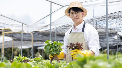 Owner of a hydroponics vegetable garden inspects agricultural produce in a greenhouse in preparation for delivery to consumers, Organic farming and organic vegetables, Healthy and vegan food concept.