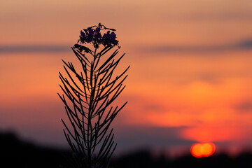 Fireweed silhouette at sunset. Calm evening landscape.