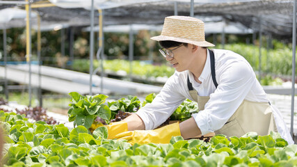 Owner of a hydroponics vegetable garden inspects agricultural produce in a greenhouse in preparation for delivery to consumers, Organic farming and organic vegetables, Healthy and vegan food concept.