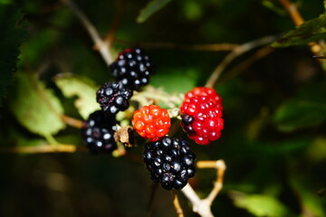 Black and red blackberries lit by the sun