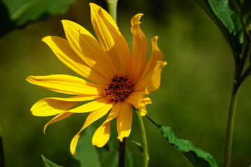 Decorative yellow sunflower`s small head with sun and shadows closeup 