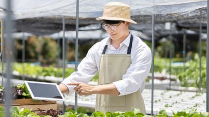 Young owner of organic vegetable garden business uses a tablet to control and direct the supply of water and nutrients or to record the growth of vegetables in the garden, Vegetables in the greenhouse