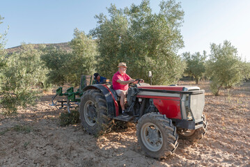 two elderly farmers working in an olive orchard with a tractor