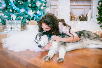 A cute teenage girl with long dark curly hair in a white airy ball gown near the Christmas tree in a room with a classic Christmas decor with a large Malamute. Christmas mood. pets