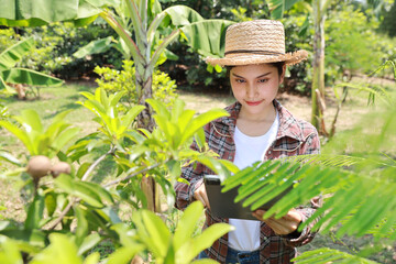 Asian agronomist or woman farmer reading report and inspecting growing crops data from tablet for increasing productivity in agriculture field, modern smart farming with technology concept