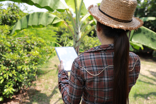 Asian agronomist or woman farmer reading report and inspecting growing crops data from tablet for increasing productivity in agriculture field, modern smart farming with technology concept