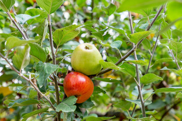 red and green apple hanging at the  tree