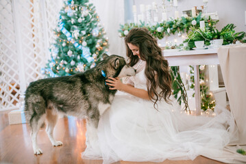 Obraz premium A cute teenage girl with long dark curly hair in a white airy ball gown near the Christmas tree in a room with a classic Christmas decor with a large Malamute. Christmas mood. pets