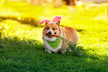 charming pembroke corgi dog puppy runs through the green grass in pink rabbit ears with a carrot in his teeth