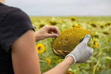 a farmer takes a seed from a sunflower