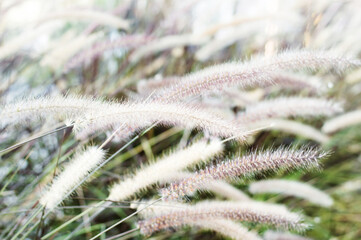 Colorful sunset or sunrise background. Silhouette of branches of dry grass on the field. Fluffy spikelets of dry grass. Blades of grass sway in the wind. Spikelets, panicles of dry grass. Close-up