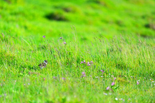 Baby Chick Lapwing