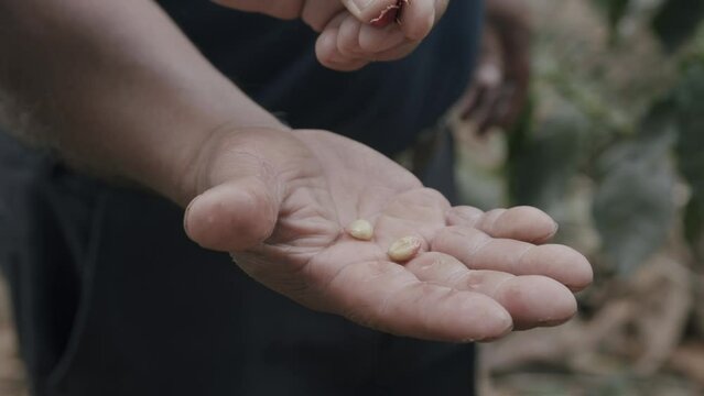 Coffee farmer holding a deshelled coffee bean in his hand.