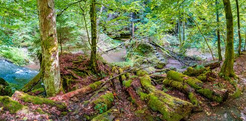 Panoramic view over magical enchanted fairytale forest with moss, lichen, fern and river at the hiking trail Malerweg, Polenztal part in the national park Saxon Switzerland, Saxony, Germany