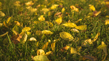 CLOSE UP, LOW ANGLE: Fallen yellow tree leaves spreaded all over the green grass