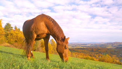 Gorgeous brown mare grazes freely on green meadow above valley in autumn shades