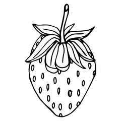  strawberry, outline, drawing, line, berry, black, cartoon, closeup, color, culinary, delicious, design, dessert, eating, food, fresh, fruit, fruity, graphic, hand drawn, harvest, health, healthy, ico