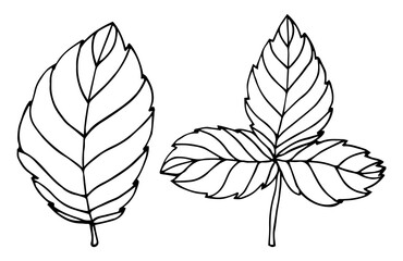 Simple hand drawn doodle. Strawberry leaf. Leave silhouette vector for coloring book. Black thick stroke. vector illustration isolated on white background.