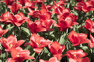 Red tulips in a garden