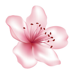 Single pink flower - tree blossom element. Blossom illustration isolated on white. Japanese or chinese cherry, sakura, peach flower. Spring bloom. Realistic petals and stamens. Icon, clip art.