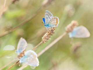 European common blue butterfly