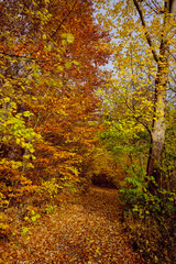 Naklejka premium Autumn forest scenery with road of fall leaves warm light illumining the gold foliage. Footpath in scene autumn forest nature. Germany.