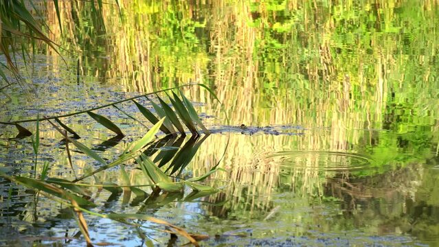 Tabiatchilar VK rasmlar