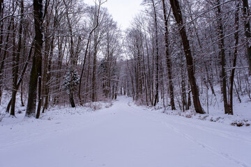 Snowfall in the forest, magical snowy forest in winter.